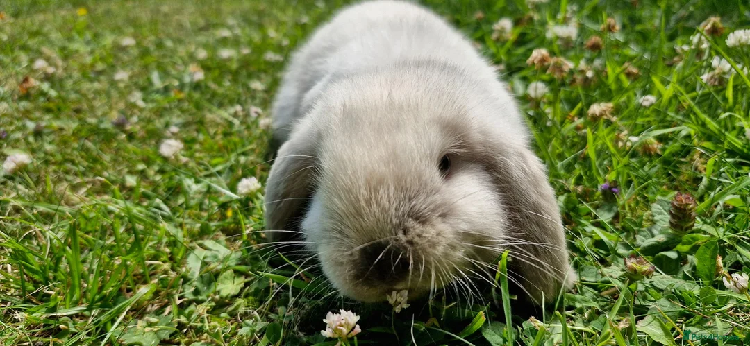 Mini Lop rabbits for sale: Incredibly friendly Mini Lop babies for sale in Towcester - Advert 9