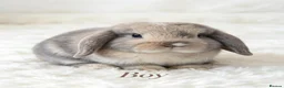 Mini Lop rabbits for sale: 4 adorable bunnies  - Advert 4
