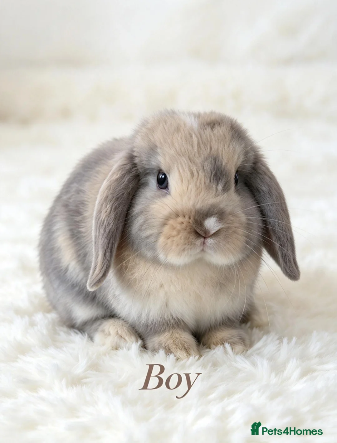 Mini Lop rabbits for sale: 4 adorable bunnies  - Advert 4