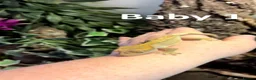 Gecko reptiles for sale: 3x baby Crested Geckos - Harlequin/Dalmatian - Advert 2