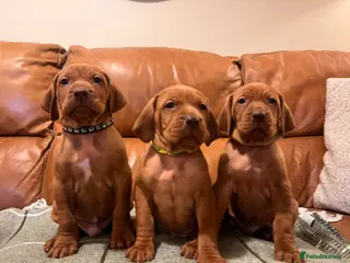 Hungarian Vizsla dogs Stunning Vizsla Puppies - Advert 3