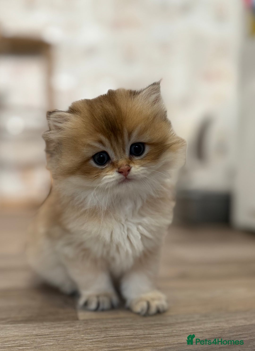 British Shorthair cats for sale: 🌟Purebred British Shorthair Golden Kittens🌟 - Image 14