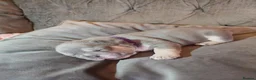 French Bulldog dogs for sale: Beautiful  French  Bulldog  kc reg  PUPPIES  in Hull - Advert 6