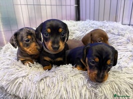 Miniature Dachshund dogs Miniature Dachshund puppies PRA clear DNA tested - Advert 2