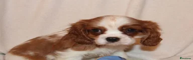 Cavalier King Charles Spaniel 4
