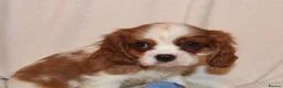 Cavalier King Charles Spaniel dogs for sale: Exceptional Cavalier King Charles Spaniel Puppies in Romsey - Advert 3