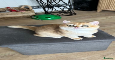 British Shorthair cats - Advert 4