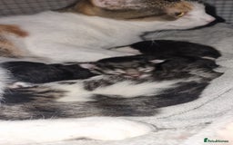 Maine Coon cats for sale: Mainecoon cross kittens - Image 8