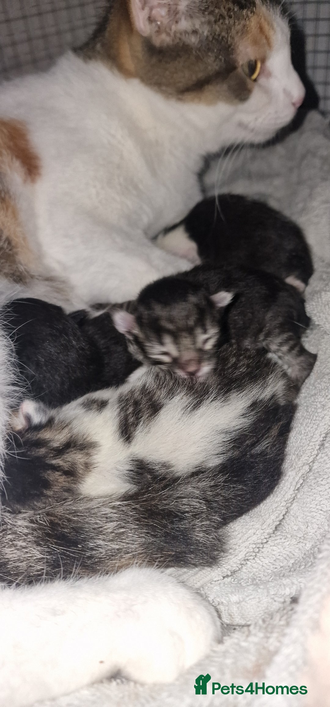 Maine Coon cats for sale: Mainecoon cross kittens - Image 8