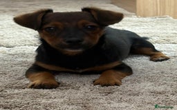 Jack Russell dogs for sale: Traditional Short-legged Jack Russell Boy. - Image 14