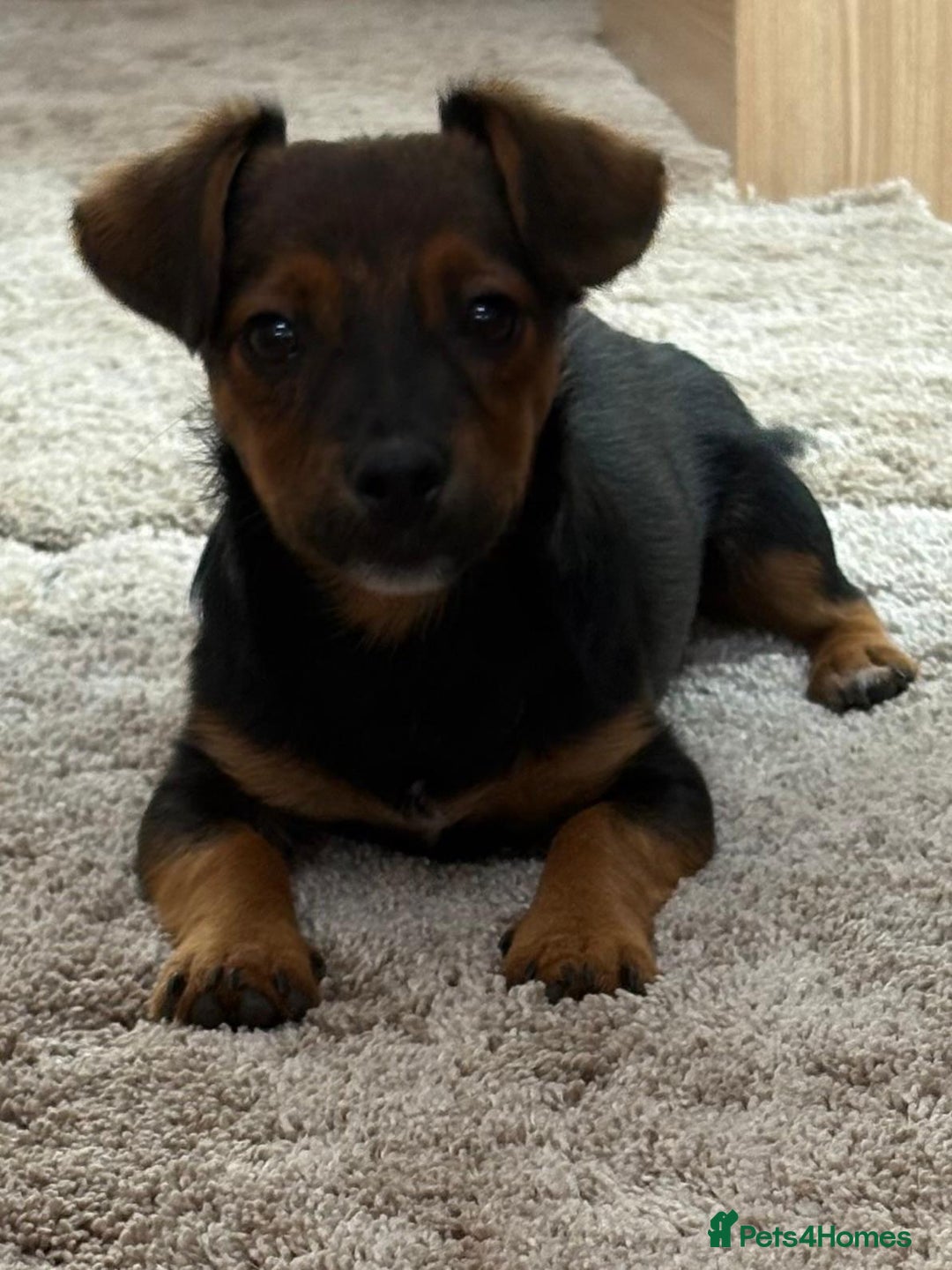 Jack Russell dogs for sale: Traditional Short-legged Jack Russell Boy. - Image 14