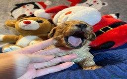 Cavapoochon dogs for sale: Cavapoochon Puppies ready from 20th December 2025  - Advert 5