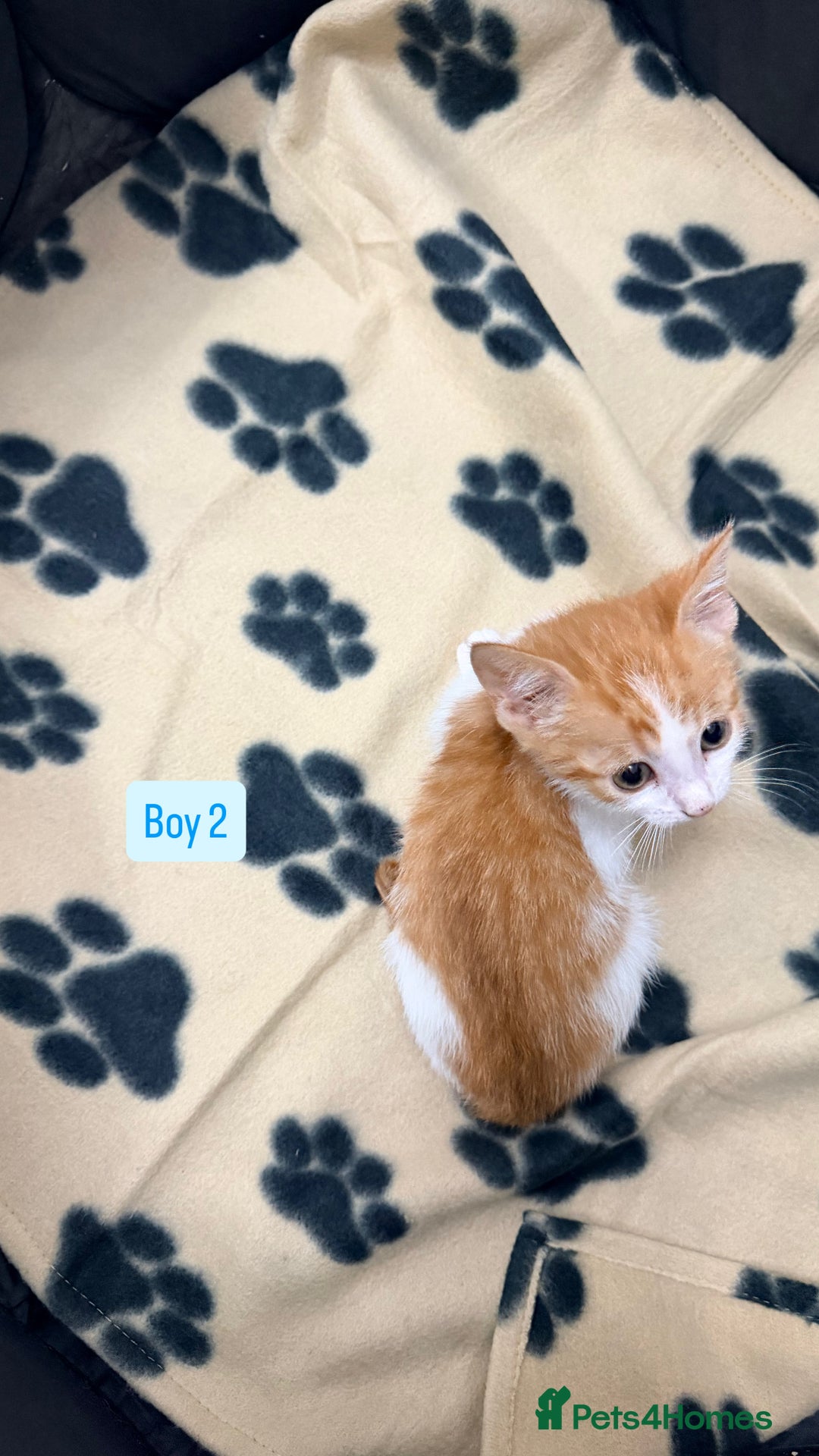 Mixed Breed cats for sale: 5 kittens available  - Image 8