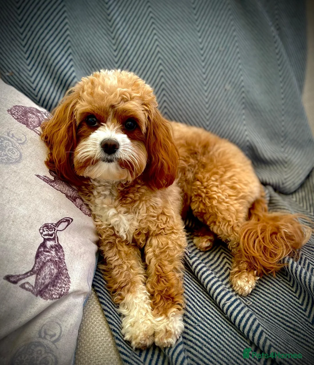 Cavapoo dogs for sale: Stunning F1b Cavapoo puppies  - Advert 22
