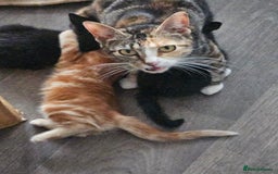 Mixed Breed cats for sale: 2 kittens to give away - Image 5