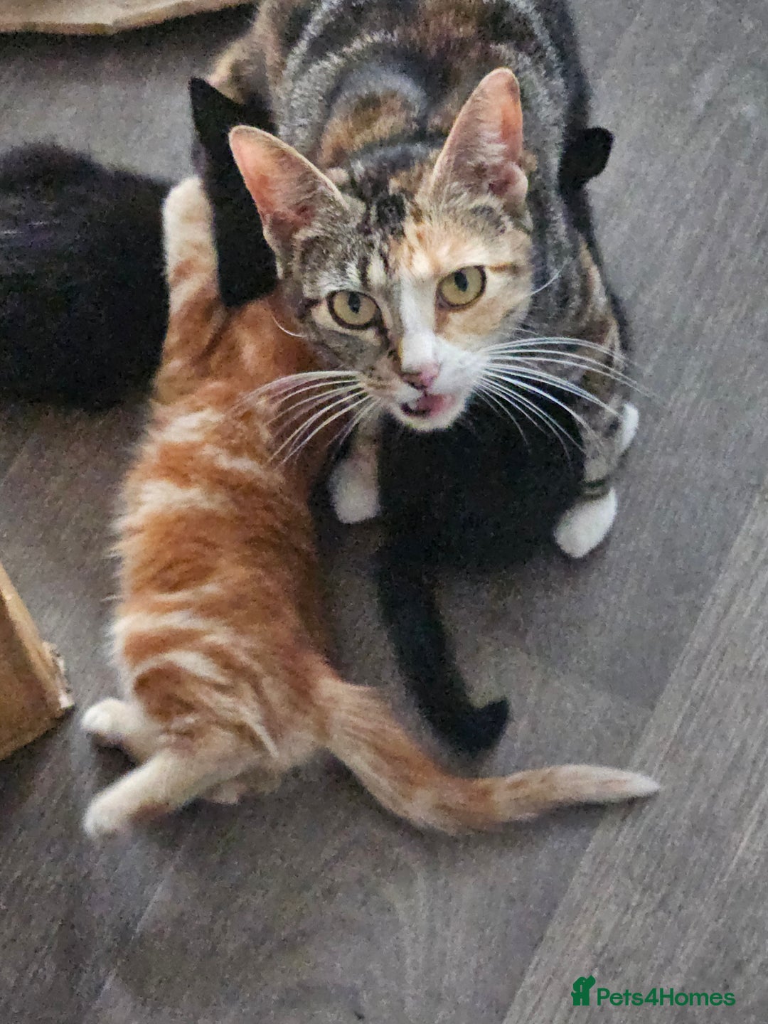Mixed Breed cats for sale: 2 kittens to give away - Image 5