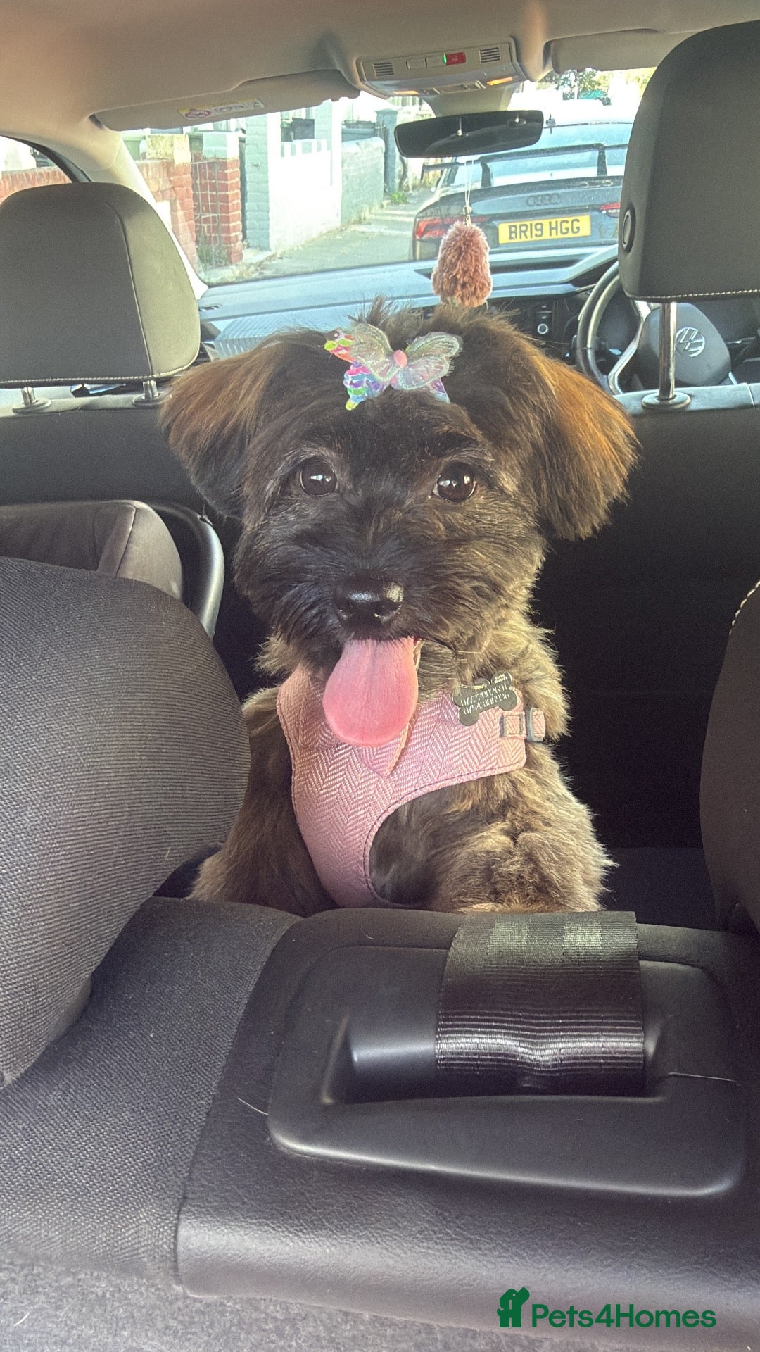 Mixed Breed dogs Cocoa  - Advert 14