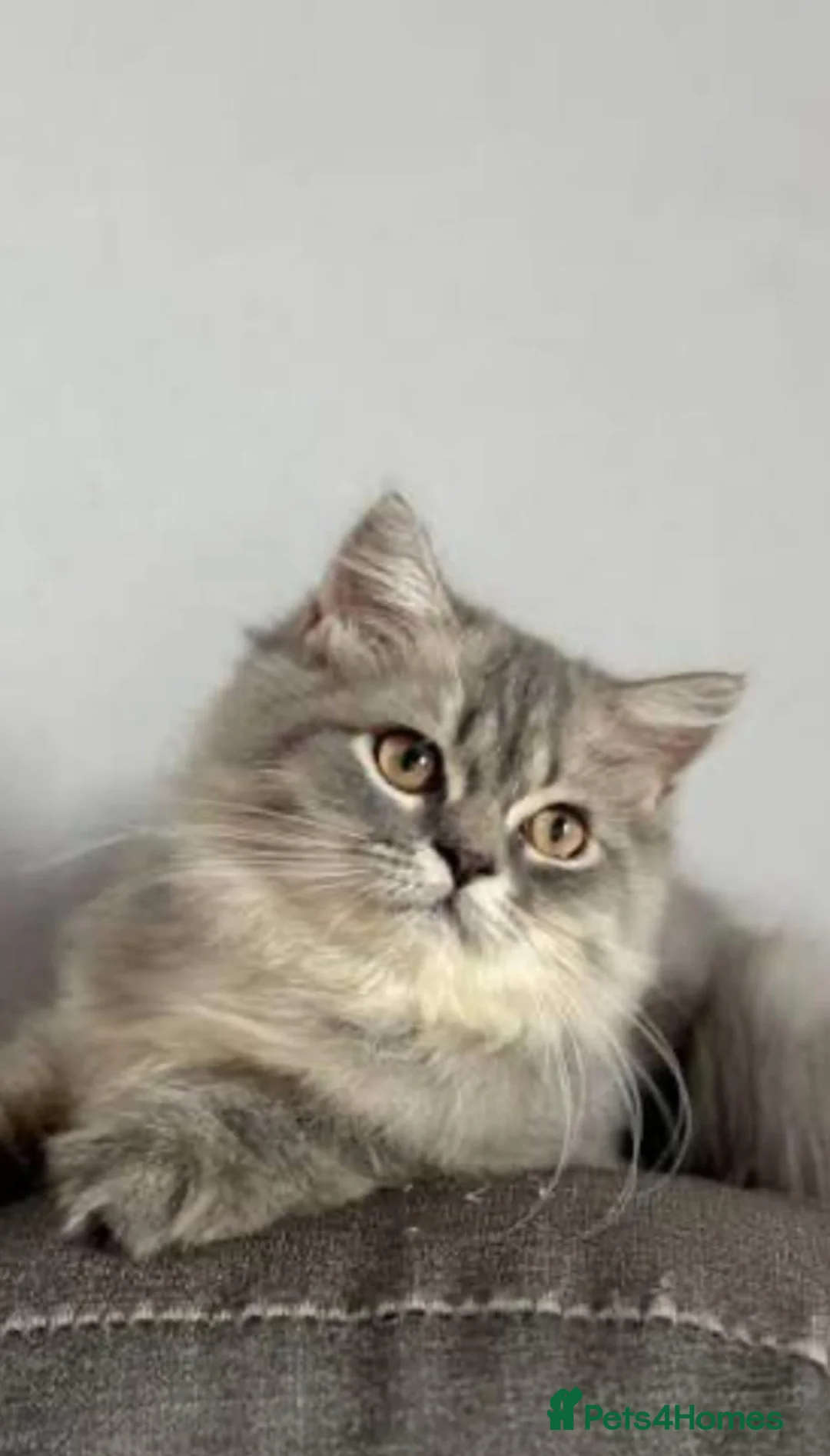 British Longhair cats for sale: Beautiful British Longhair - Advert 2