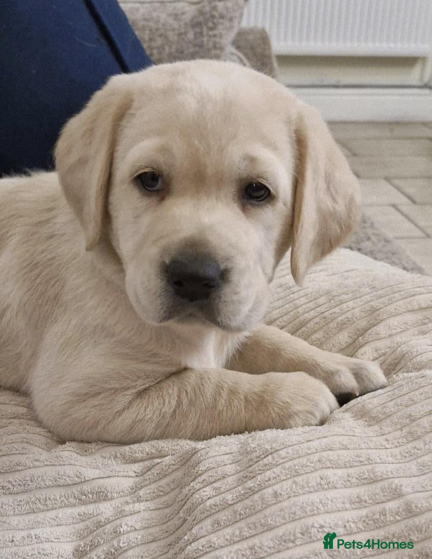 Labrador Retriever dogs Labrador Retriever Puppies - Advert 8