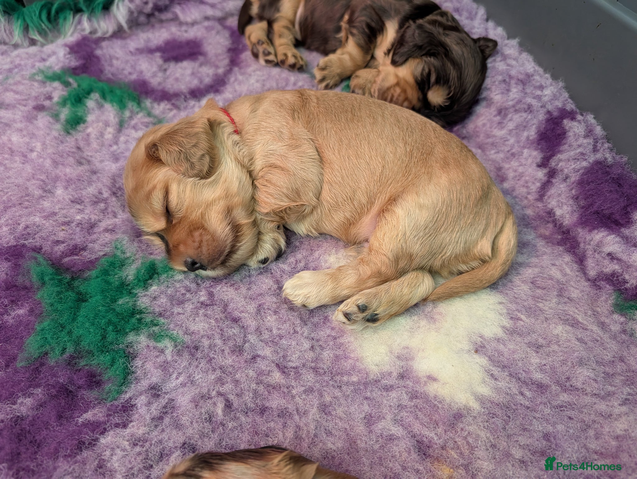 Cocker Spaniel dogs KC Reg Show Type Cocker Spaniel Puppies DNA Tested - Advert 9