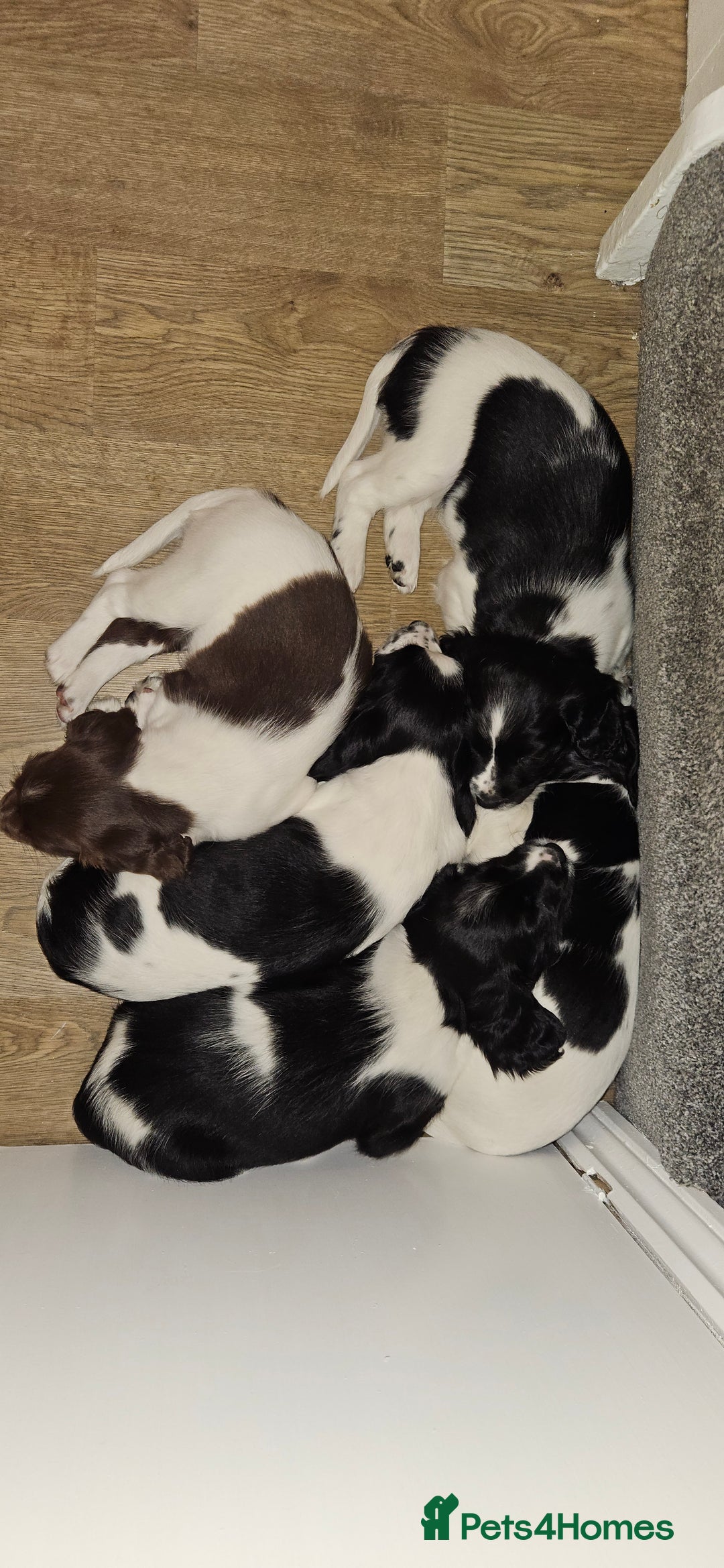 English Springer Spaniel dogs for sale: ✨ KC Registered Springer Spaniel Puppies ✨ - Advert 11