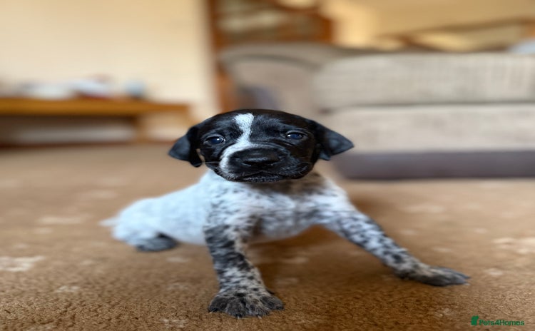 German Shorthaired Pointer dogs - Advert 1