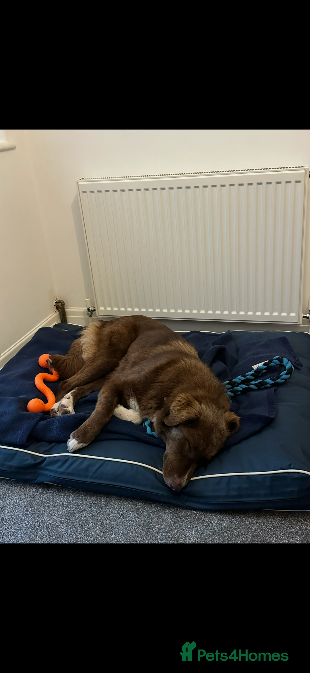 Mixed Breed dogs for sale: Sophie the Australian Shepherd Looking for Home - Advert 10