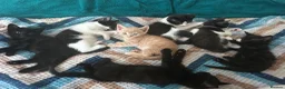 Mixed Breed cats for sale: Stunning Litter 7 Kittens - Come With Scratch Post in Nottingham - Advert 3