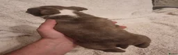 Boston Terrier dogs for sale: Stunning Boston Terrier Puppies - Advert 15