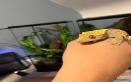 Gecko reptiles for sale: Geckos for sale with tank - Image 9