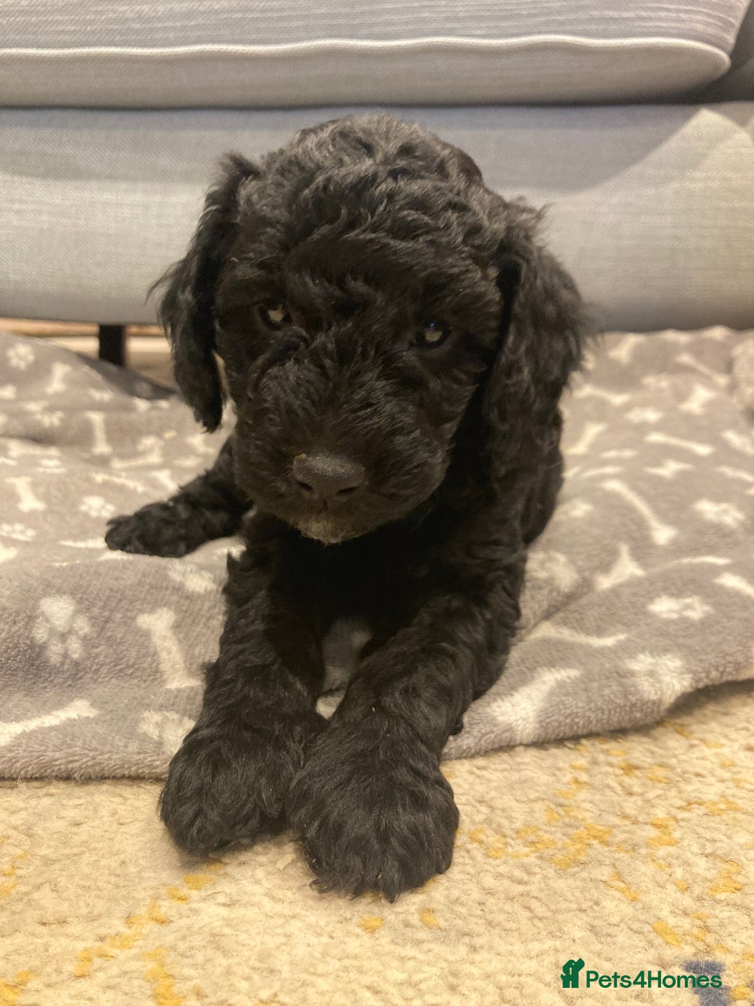 Goldendoodle dogs for sale: Miniature F1B Goldendoodle puppies - Advert 1