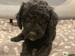 Goldendoodle dogs Miniature F1B Goldendoodle puppies - Advert 7