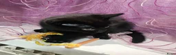 Mixed Breed cats for sale: A beautiful litter of 4 kittens - Advert 37