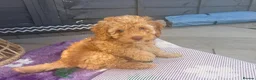 Labradoodle dogs for sale: 🐾 Health Tested F1B Mini Labradoodle Puppies 🐾 - Advert 1
