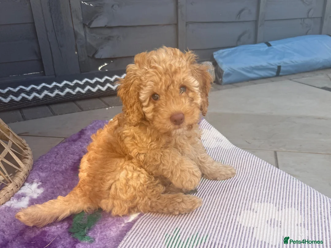 Labradoodle dogs for sale: 🐾 Health Tested F1B Mini Labradoodle Puppies 🐾 - Advert 1