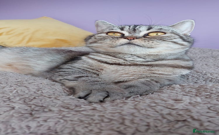 Scottish Fold cats - Advert 4