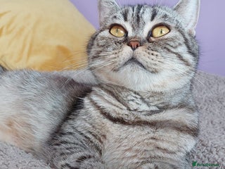 Scottish Fold cats - Advert 2