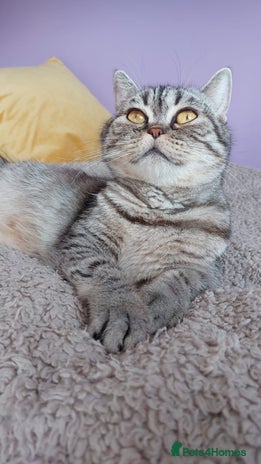 Scottish Fold cats - Advert 1