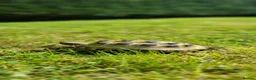 Tortoise reptiles for sale: Two Horsefield Tortoises (1 Male 1 Female) - Advert 3