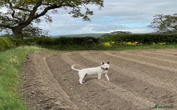 English Bull Terrier dogs for sale: CH BLOODLINE HANDSOME BOY in Haddington - Image 2