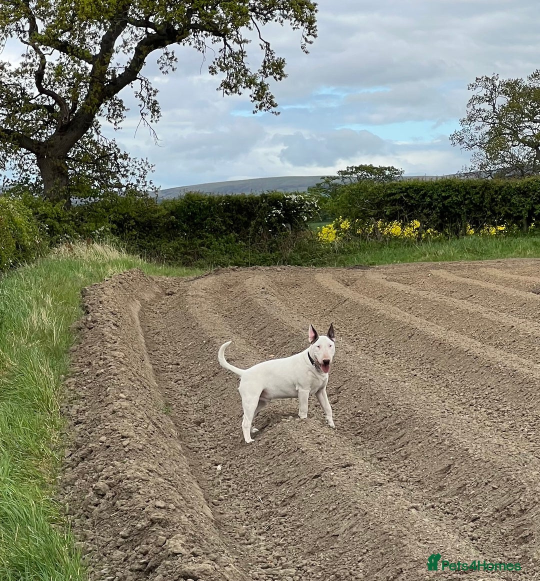 English Bull Terrier dogs for sale: CH BLOODLINE HANDSOME BOY in Haddington - Image 2