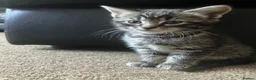 Domestic Shorthair cats for sale: Litter of 4 for sale - Advert 18