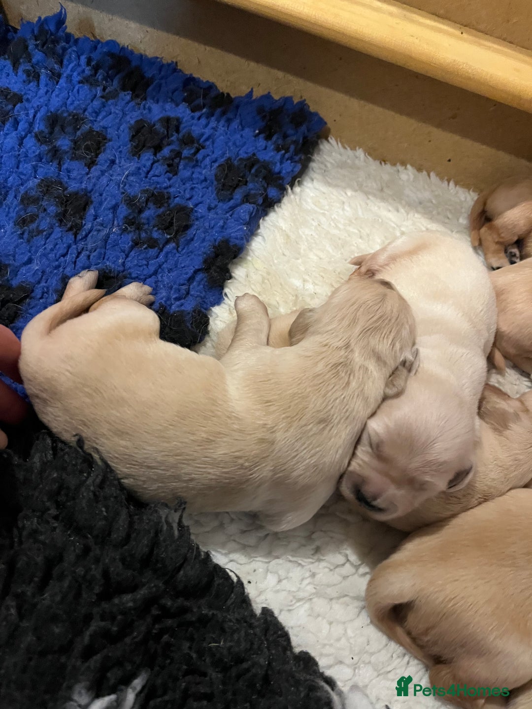 Golden Retriever dogs for sale: Golden Retriever puppies for sale- KC Devontriever - Advert 2