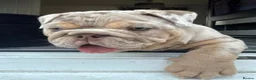 English Bulldog dogs for sale: Lilac & tan merle girl English bulldog ready now - Advert 13