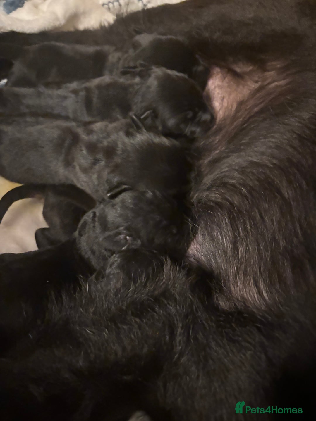 Patterdale Terrier dogs for sale: Patterdale Terrier Puppies  - Advert 2