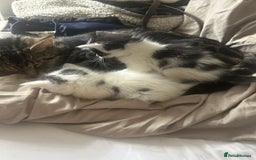 Mixed Breed cats for sale: 2 beautiful kittens ready to go! - Image 13