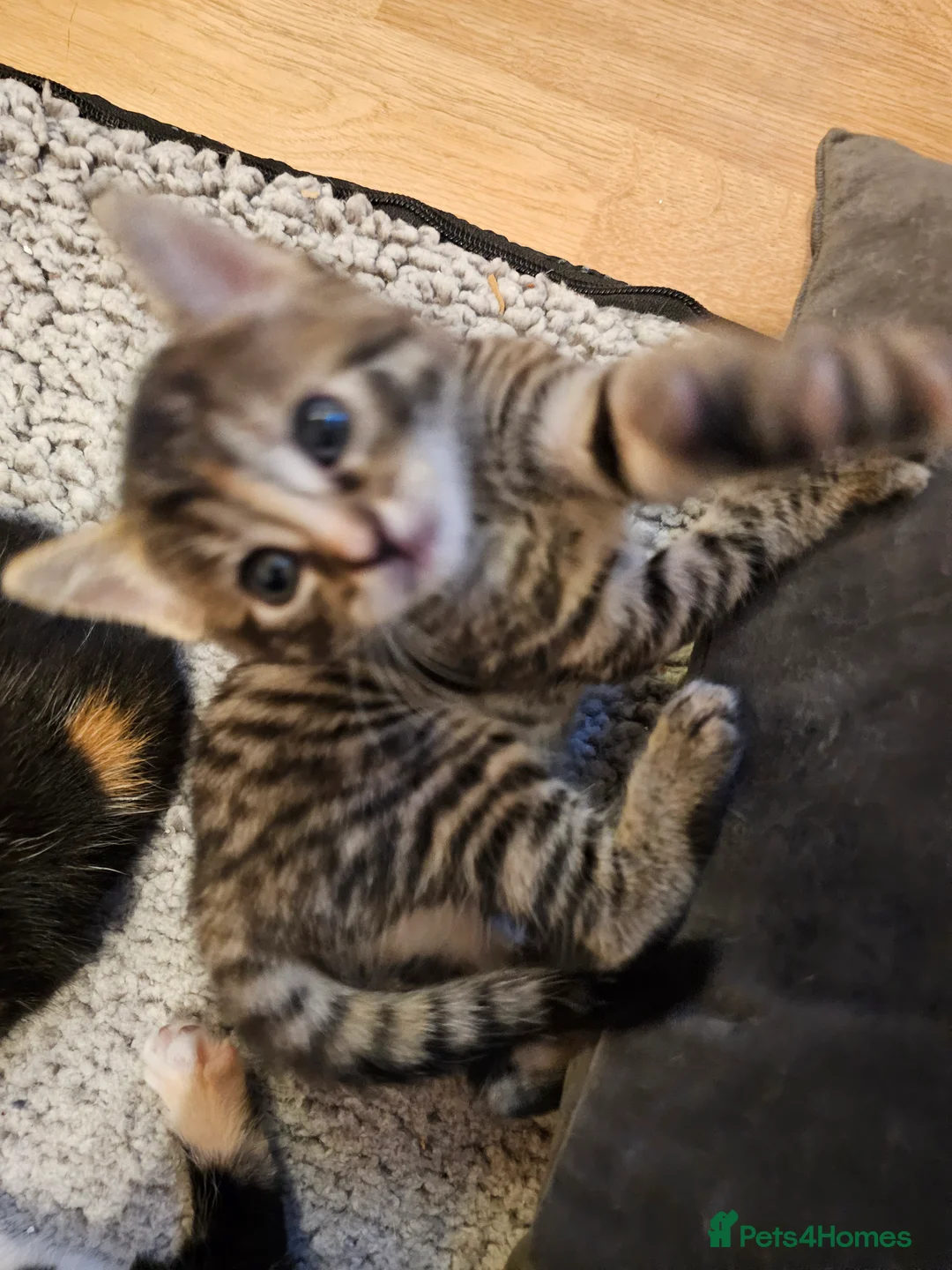 Mixed Breed cats for sale: Mixed breed kittens. Ready to be re-homed in Feb. - Advert 3