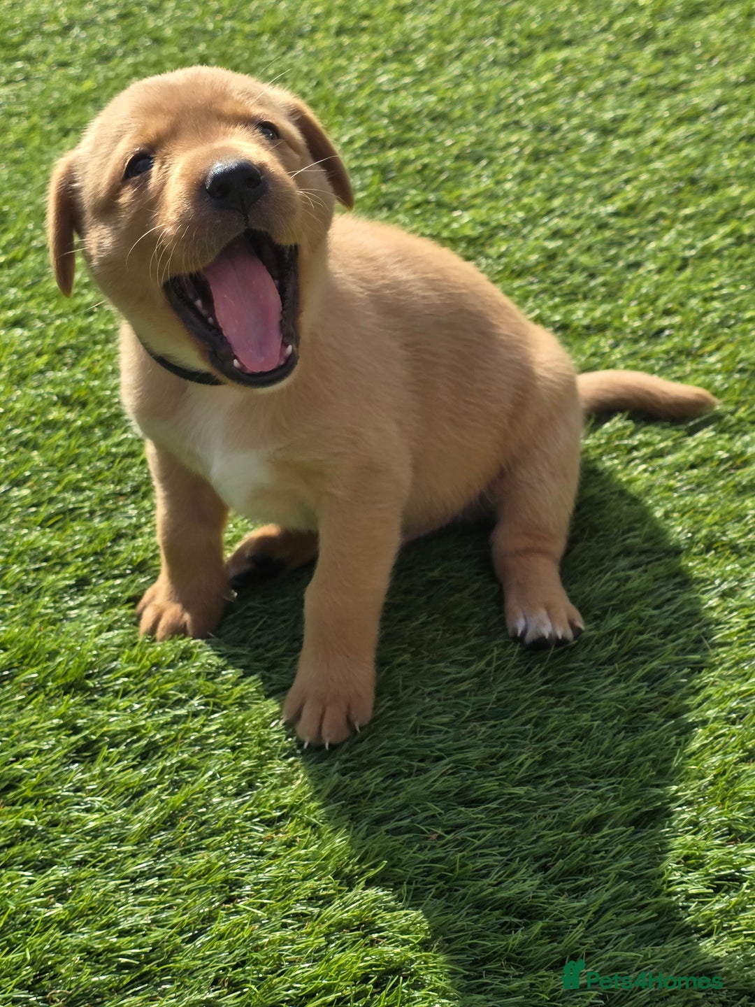 Labrador Retriever dogs for sale: KC Red Fox Labrador Pups - Image 7