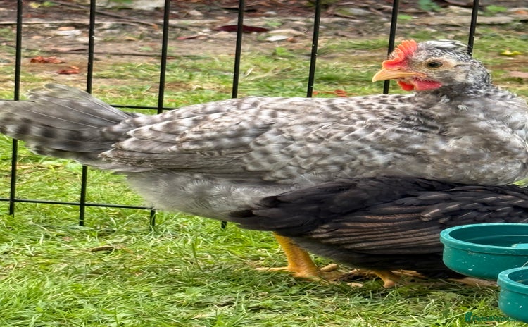 Chickens poultry - Advert 6