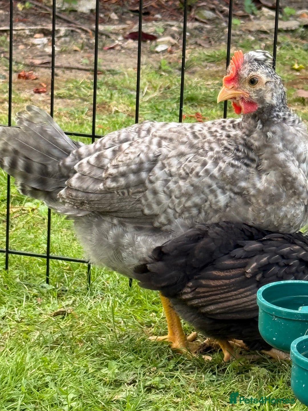 Chickens poultry for sale: Legbar mix chick rooster  - Image 1